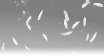 Beautiful Desktop Background Of White Feathers Wallpaper