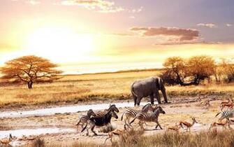 Africa Wallpaper HD