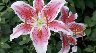 Stargazer Lily Wallpaper