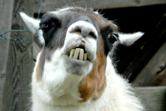 Lama Wallpaper Animal Hq Picture
