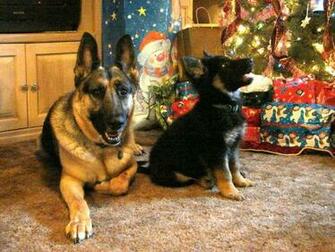 German Shepherds