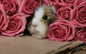 Guinea Pig Computer Wallpaper Desktop Background Id