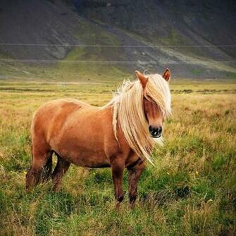 Pony Horse Live Wallpaper Android Apps On Google Play