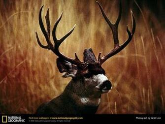 Mule Deer The Mundy Buck Wallpaper Size Pixel Html
