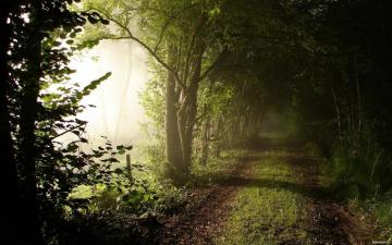 A Walk On Spring Morning Wallpaper And Image