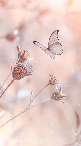 Soft Colour Flowers Wallpaper In iPhone Photos