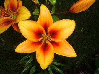 Flower Wallpaper You Are Ing The Named