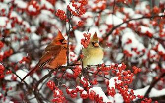 Operationalerror At Wallpaper Cardinal Pair Html