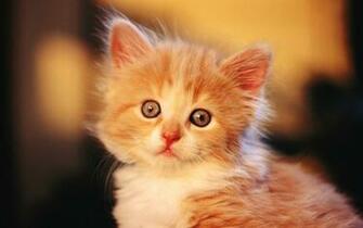 Baby Kitten Wallpaper