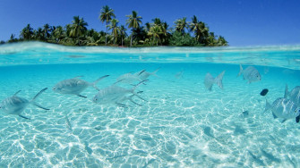 Tropical Fish Wallpaper