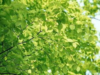 Leaf Wallpaper