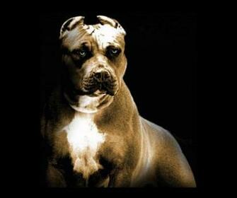 Pitbull Wallpaper