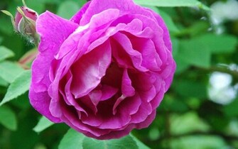 Most Beautiful Rose Flower Wallpaper Computer Best