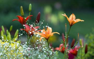 Wallpaper Summer Flowers Lily Spring Garden Beautiful