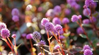 Little Pink Flowers Wallpaper