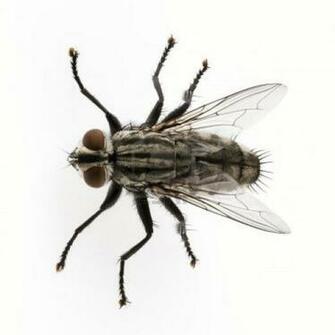 Stock Photo White Background Species