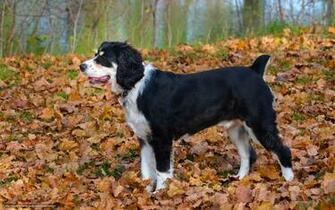 Wallpaper Dog Autumn Leaves Desktop The