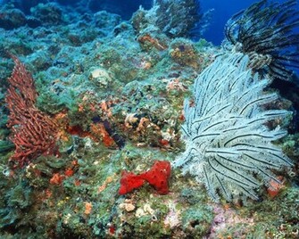 Wallpaper Sea Life Image And Animal Desktop Background