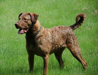 Chesapeake Bay Retriever Wallpaper