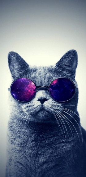 Cool Cat Wallpaper By GoodImage Cbdf