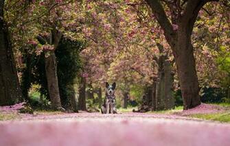 Wallpaper Trees Nature Dog Petals Alley Australian Cattle
