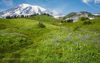 August Wallpaper Mt Rainier Wildflowers Isaiah Brookshire