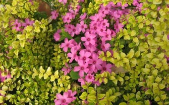 Flower HD Wallpaper Widescreen