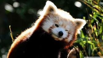Pics Photos Cute Red Panda Wallpaper