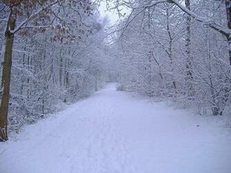 Winter Scene Wallpaper Grasscloth