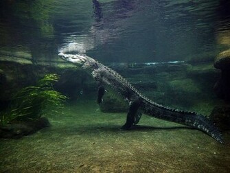 Crocodile Wallpaper HD Desktop Background For