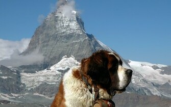 Saint Bernard Wallpaper Space Elephant