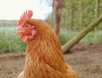 Chickens Wallpaper