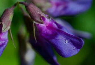 Purple Iris Wallpaper