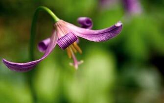 The Curling Orchid Wallpaper