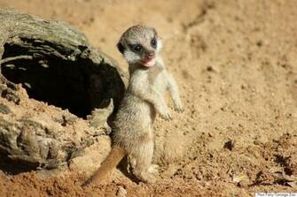 Image Meerkat Pup Pc Android iPhone And iPad Wallpaper