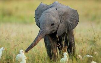 Elephants Wallpaper Image Pictures Becuo