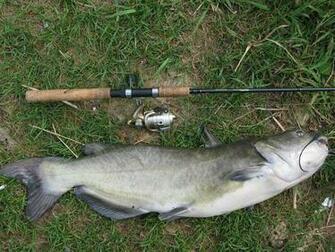 Flathead Catfish Wallpaper
