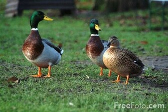 Ducks Pictures Use Image By Foto