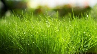 Green Grass HD Wallpaper