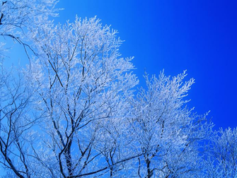 Blue Skies Frosted Trees Wallpaper In The Book Of Conservatism