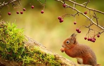 Wallpaper Berries Sprig Animal Protein Image For Desktop
