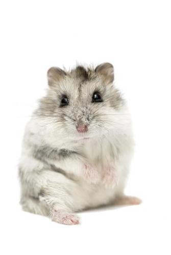 Cute Funny Syrian Hamster Isolated On White