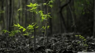 Black Forest Wallpaper Desktop Background