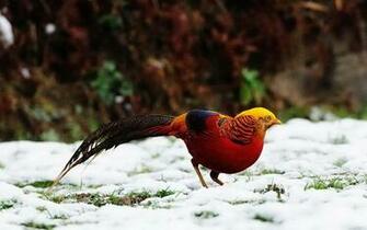 Golden Pheasant Computer Wallpaper Desktop Background