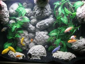 Feel To Use And Share These Tropical Aquarium Background Image