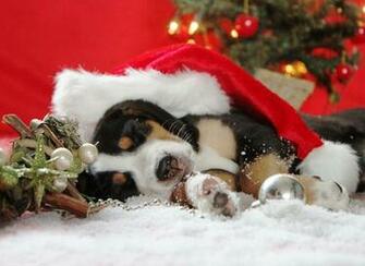 Christmas Dogs Pictures Toptenpack