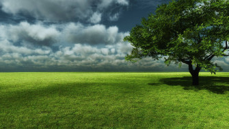 Green Tree Wallpaper