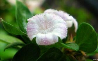 Small Flowers Pictures Widescreen HD Wallpaper