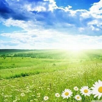Clear Sky Grasslands iPad Background Widescreen And HD Background