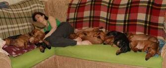 Pin Funny Dachshund